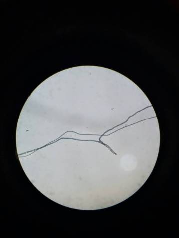 gambar sel Gossypium sp